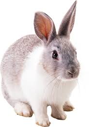 Image result for RABBIT