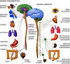 Resultado de imagen para cuerpo humano