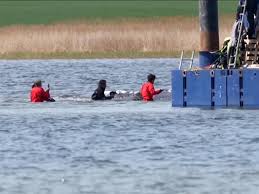 Bultrug Timmy naar open zee: gestrande walvis met succes op reddingsschip geladen