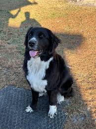 Question: is a Landseer a Newfie?! | Facebook