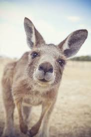 Image result for cute kangaroos