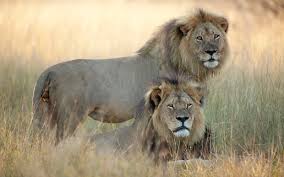 Image result for cecil lion