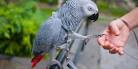 pictures of 2 parrots kissing girlfriend feet behind head