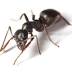 Black garden ant