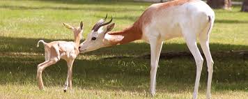 Résultat de recherche d'images pour "dama gazelles"