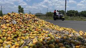 Uncertainty dogs mango business in erstwhile Chittoor district of A.P.
