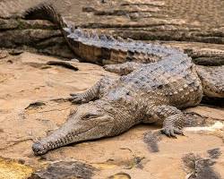 Crocodilo-de-Johnston
