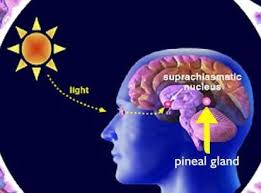 Resultado de imagem para pineal