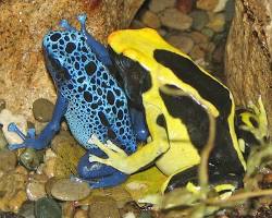 Poison dart frog changing its color to blend in