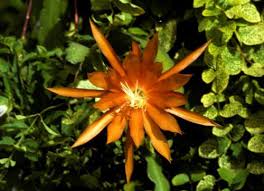 Epiphyllum - Corinna Paetz - Epikakteen - Blattkakteen