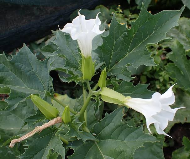 Thorn-apple, Datura stramonium | Jeremy Bartlett's LET IT GROW blog