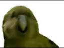 pictures of 2 parrots dancing to music