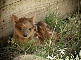 Résultat de recherche d'images pour "pudu"