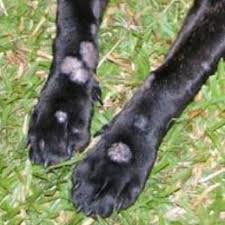 Image result for "ringworm in cattle"