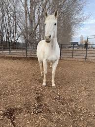 Ngực của ngựa cái không mang thai có bình thường như thế này không? Hay đây là dấu hiệu có thai. Chúng tôi nghi ngờ vậy. (Nó là ngựa được cứu hộ)