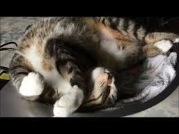 Image result for ねこ吉