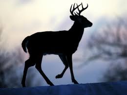 Image result for mirage and a deer