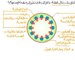 Image of نبات ثنائي الفلقة