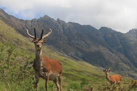 Image result for glencoe