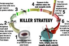 Chennai Corporation&#39;s new plan: grow mosquitoes to kill mosquitoes ... via Relatably.com