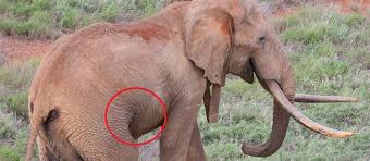 Using elephant tracking data to understand and mitigate ...