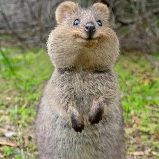 Quokka Therapy At CCHS – The Voice