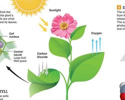 Image of Plants converting sunlight into energy