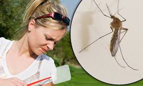Image result for Female mosquitoes are non- vegetarian