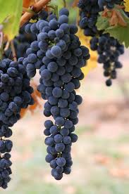 Image result for Grapes