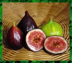 Resultado de imagem para patlican incir