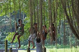 Image result for banyan tree photos