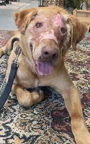 There will be a celebrity attending the Puttin' on the Dog ...