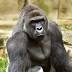Child in gorilla habitat: Could it happen here?