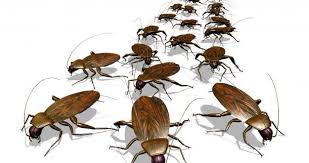 Image result for roaches in suitcase