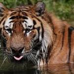 China reverses tiger bones rhino