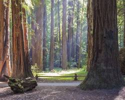 Image of Armstrong Redwoods State Natural Reserve