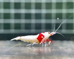 various Red Bee Shrimp goodsの画像