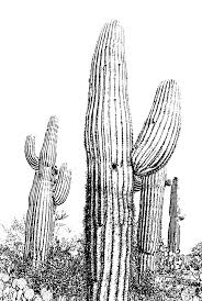 Résultat de recherche d'images pour "cactus coloring pages"