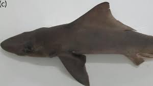 Requin-chien à dos de voilier, le requin que l’on pensait disparu depuis 50 ans