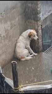A heartwarming rescue story unfolded in Mexico City after a ...
