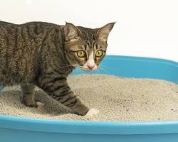 Cat litter in a litter boxの画像