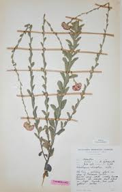 Image result for Helichrysum rhodellum