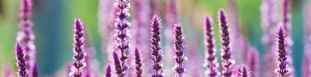 Image result for Clary sage