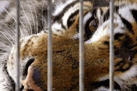 Resultado de imagen de circos maltratan animales