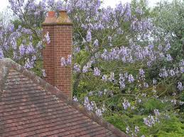 Image result for "Foxglove Tree"