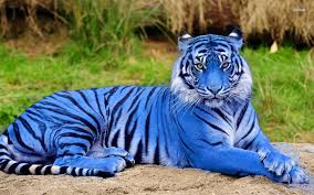 Image result for beautiful animals in the amazon rainforest