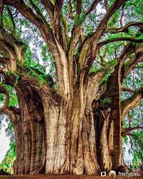 The Living Giant: Arbol del Tule, Mexico’s Timeless Wonder – New and Tips
