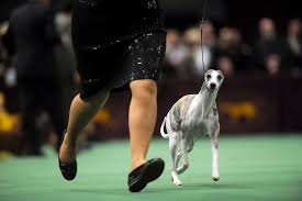 Image result for dog shows
