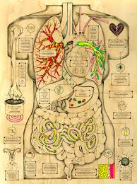 Resultado de imagen para cuerpo humano