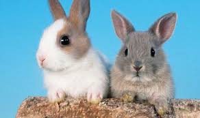 Image result for RABBIT